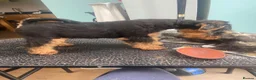 Welsh Terrier dogs for sale: KC registered, Stunning Welsh Terrier Pups in Barnoldswick - Advert 11