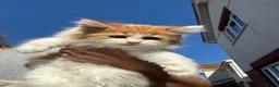Mixed Breed cats for sale: Maine coon cross kittens stunning babies ready now - Advert 15