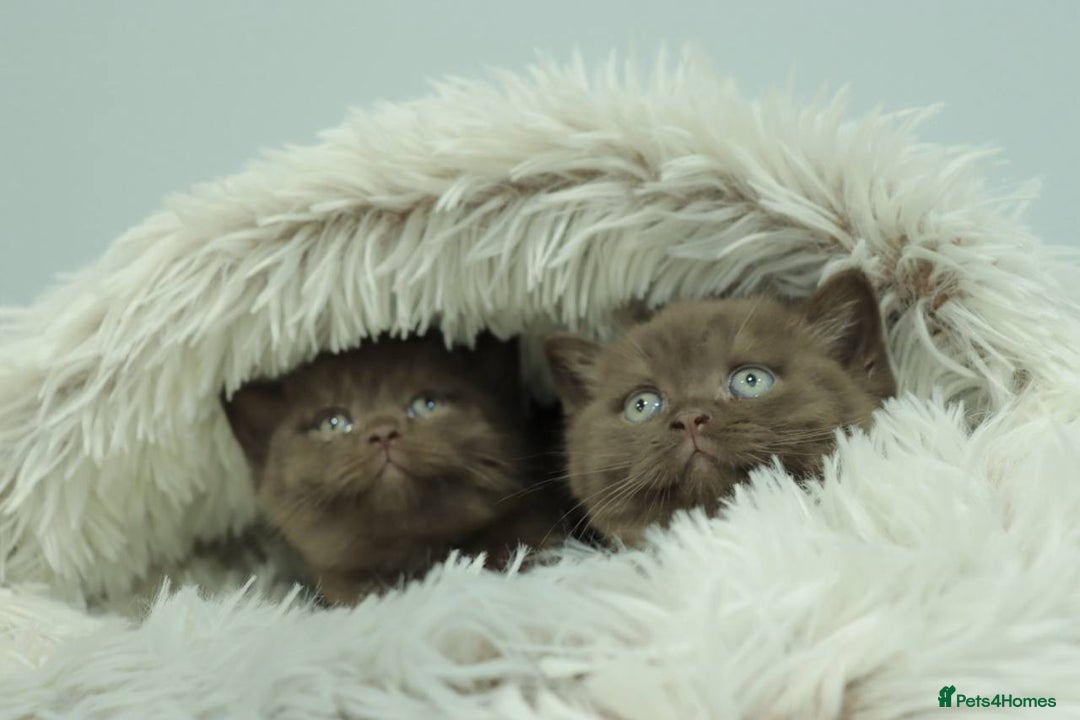 British Shorthair cats for sale: Stunning BHS Champions blood lines kittens  - Advert 20