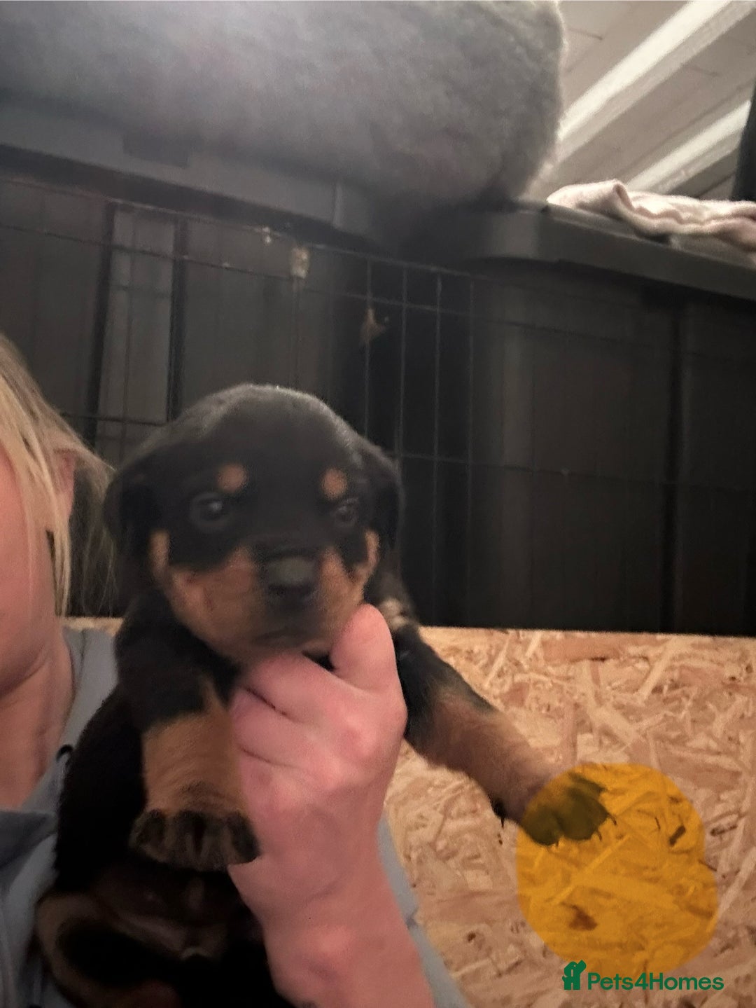 Rottweiler dogs for sale: Kc reg. Rottweiler pups. Ready 17 Jan - Advert 8