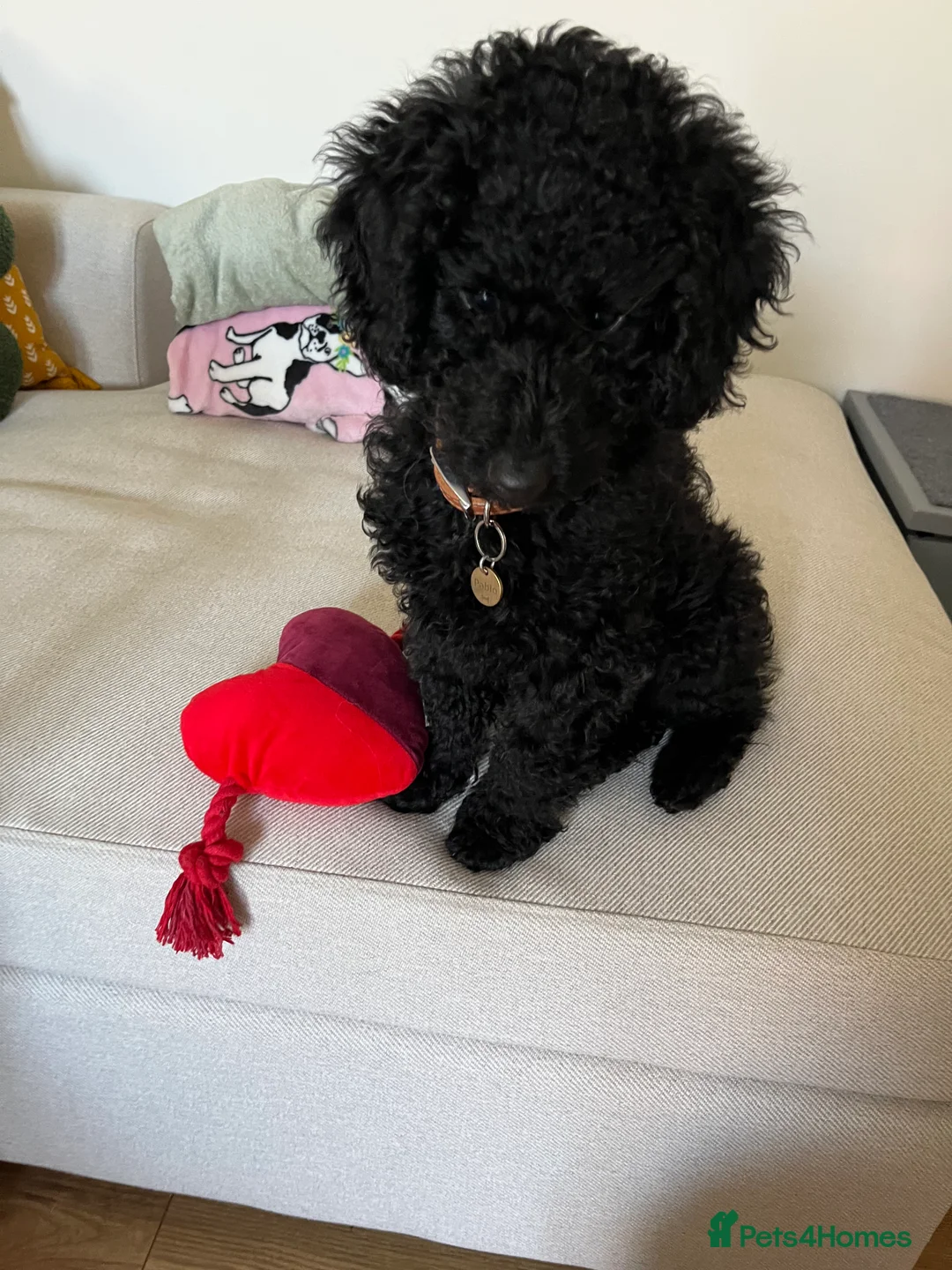 Cockapoo dogs for sale: Small Mini Cockapoo Male Puppy  - Advert 3