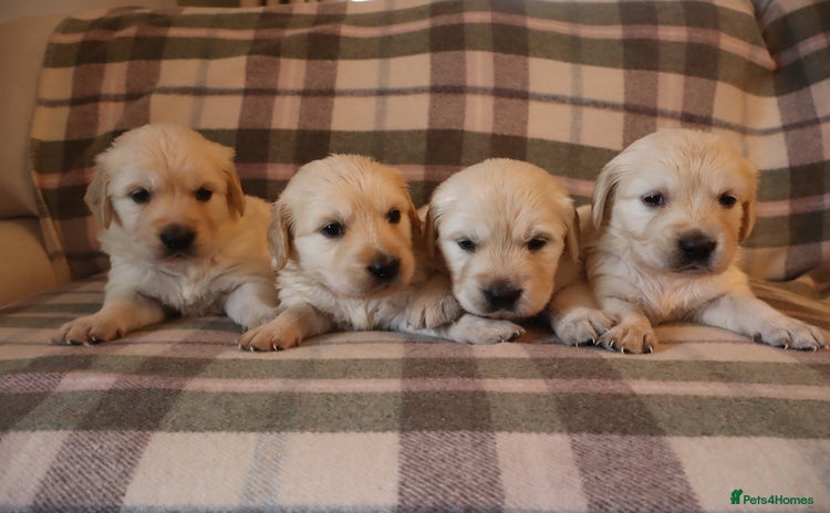 Golden Retriever dogs - Advert 6