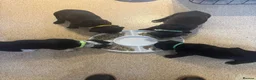 Mixed Breed dogs for sale: Bullmastiff X Cane Corso puppies in Colchester - Advert 11