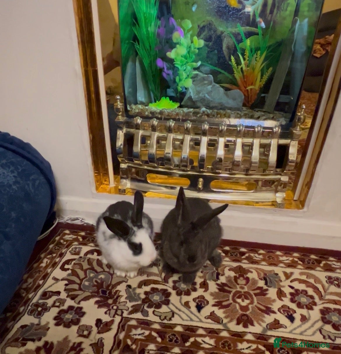 Mini Lop rabbits for sale: Mini lop baby rabbit  - Advert 2