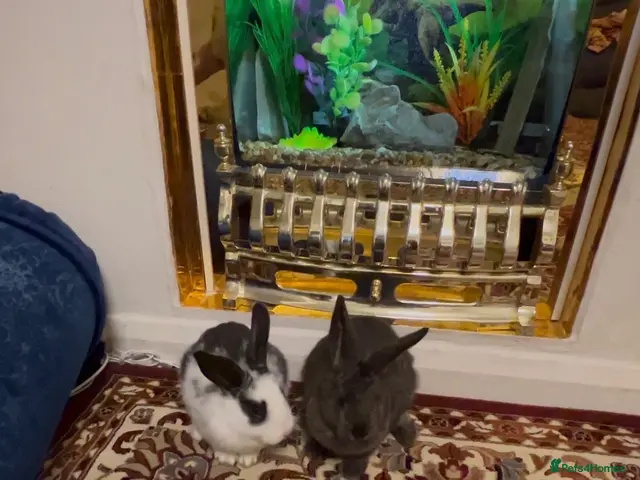 Mini Lop rabbits for sale: Mini lop baby rabbit - Advert 2