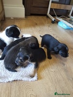 Jackapoo dogs - Advert 1