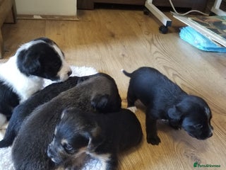 Jackapoo dogs - Advert 2