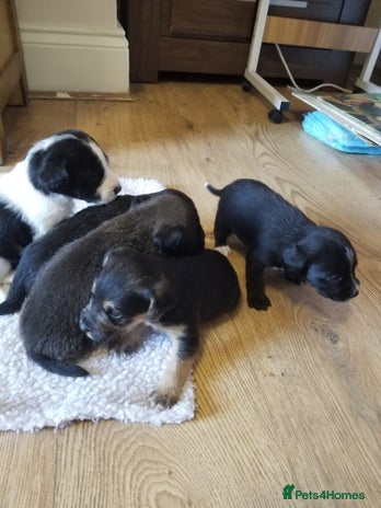 Jackapoo dogs - Advert 2