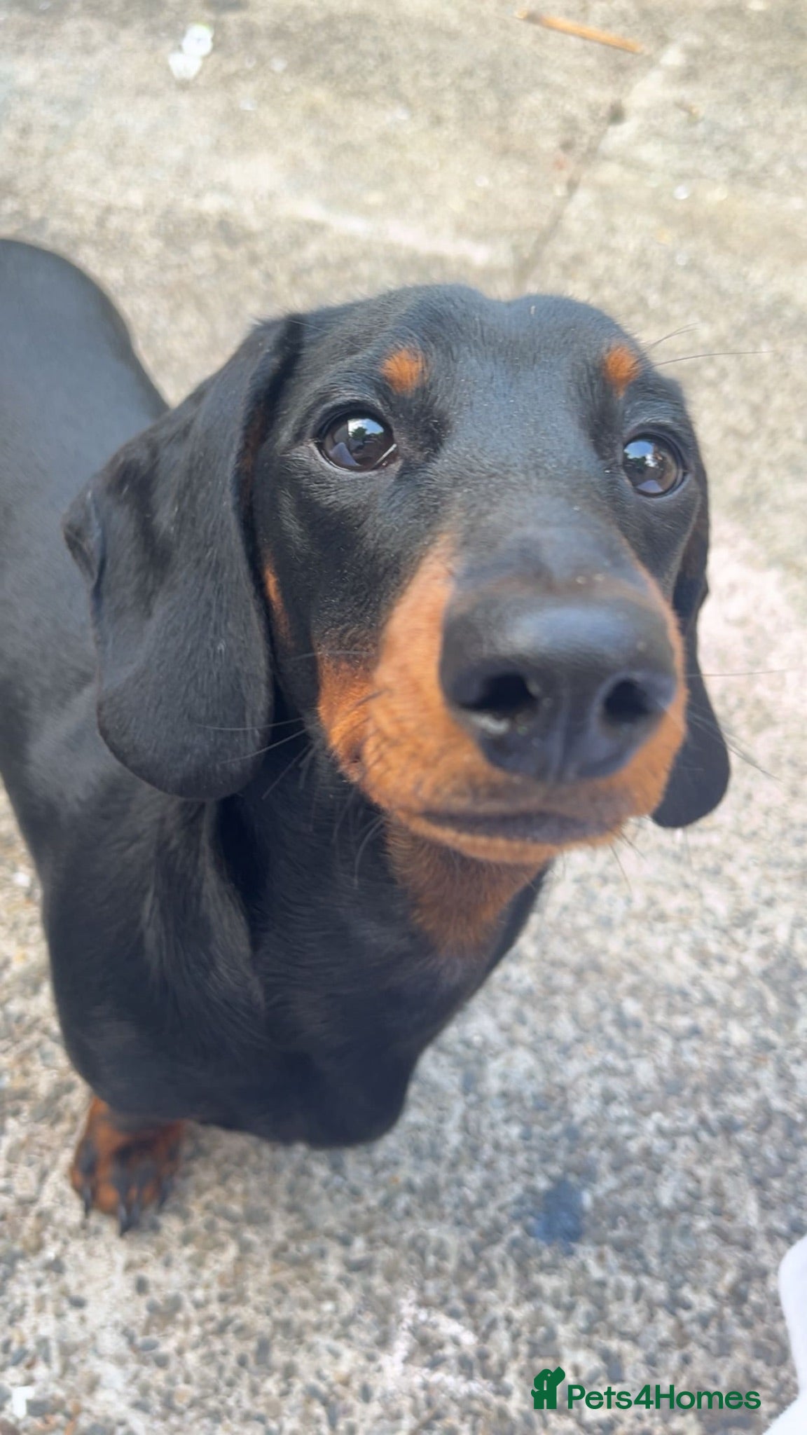 Miniature Dachshund dogs Miniature daschund 10 months old - Advert 16