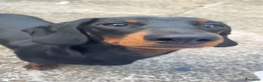 Miniature Dachshund 1