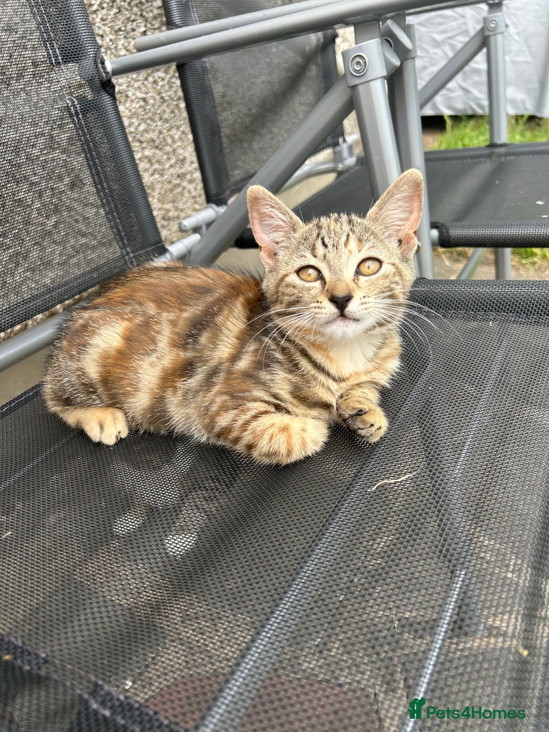Mixed Breed cats for sale: Amazing kittens  - Image 10