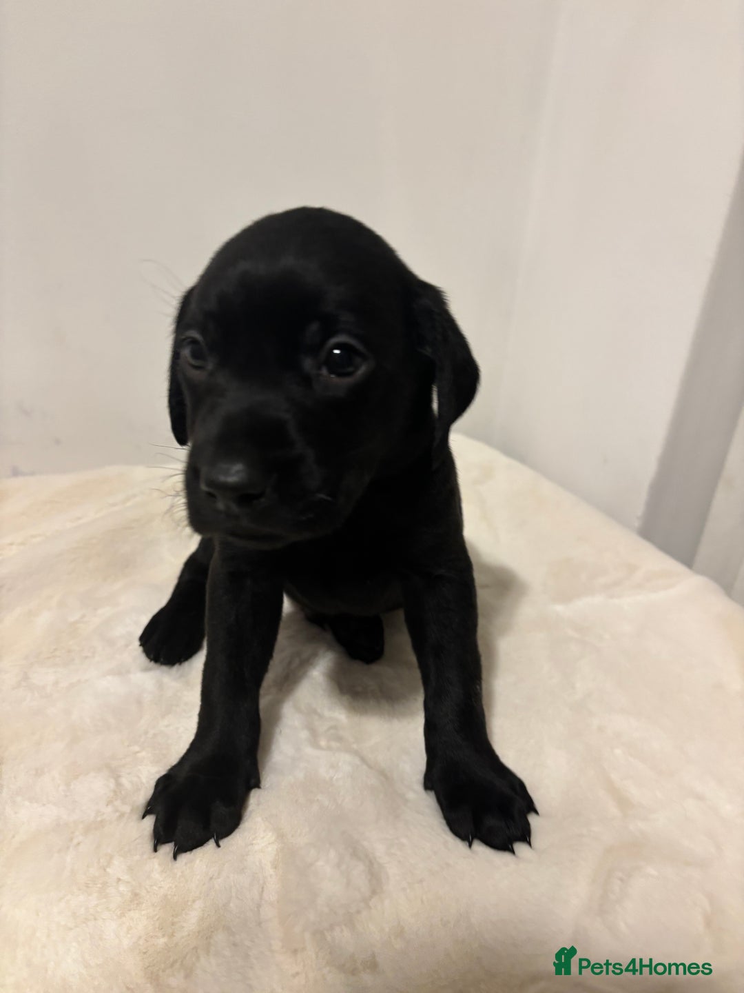 Labrador Retriever dogs for sale: Fully Health Tested Outstanding KC Reg Puppies - Advert 10