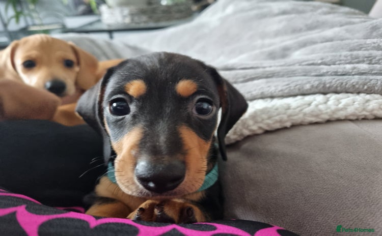 Miniature Dachshund dogs - Advert 1
