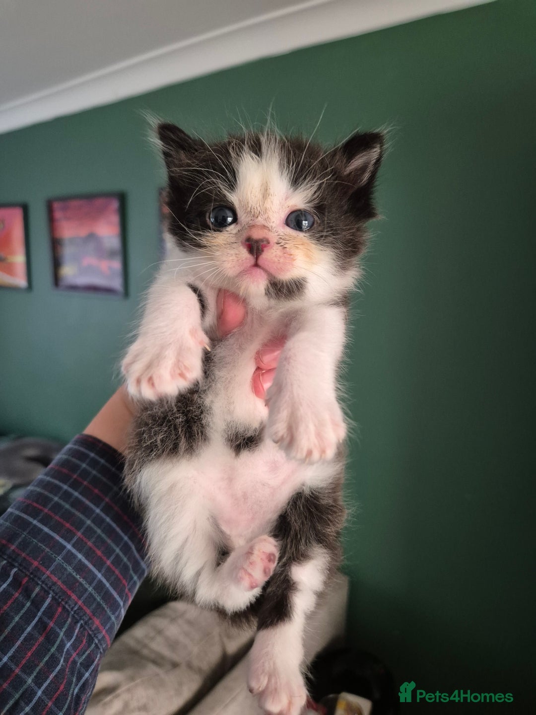 Ragdoll cats for sale: Ragdoll Kittens Gateshead - Image 13