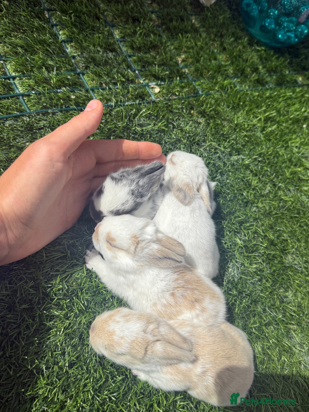 English Lop rabbits for sale: 4x English baby bunny rabbit  - Image 3