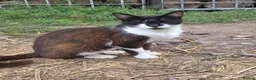 Mixed Breed cats for sale: 4 mixed breed barn kittens in Doncaster - Advert 1