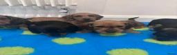 Miniature Dachshund dogs for sale: Miniature dachshund Wirehaired  - Advert 24