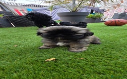 Shih Tzu dogs for sale: Imperial Shih-Tzu puppies-Ready for a new home   in Walsall - Image 10