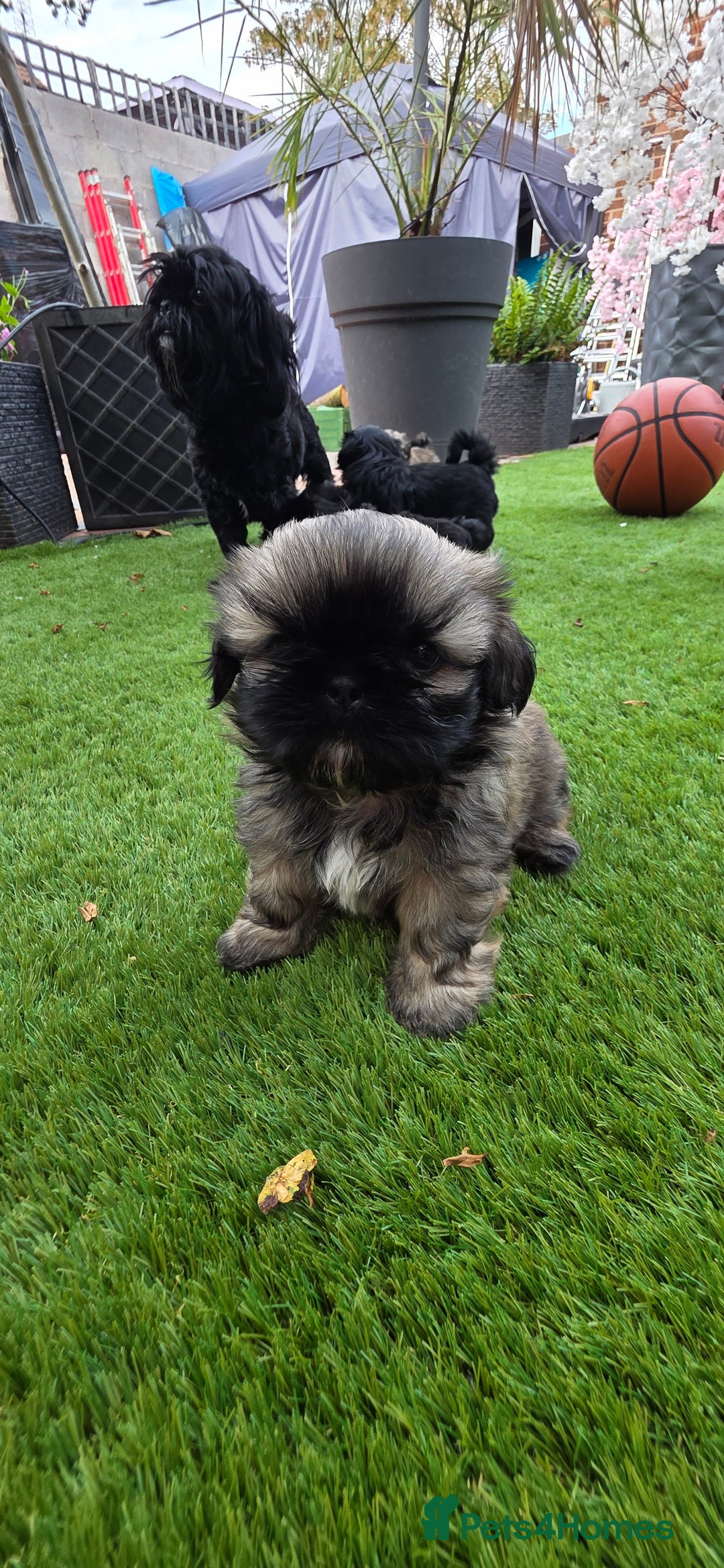 Shih Tzu dogs for sale: Imperial Shih-Tzu puppies-Ready for a new home   in Walsall - Image 10