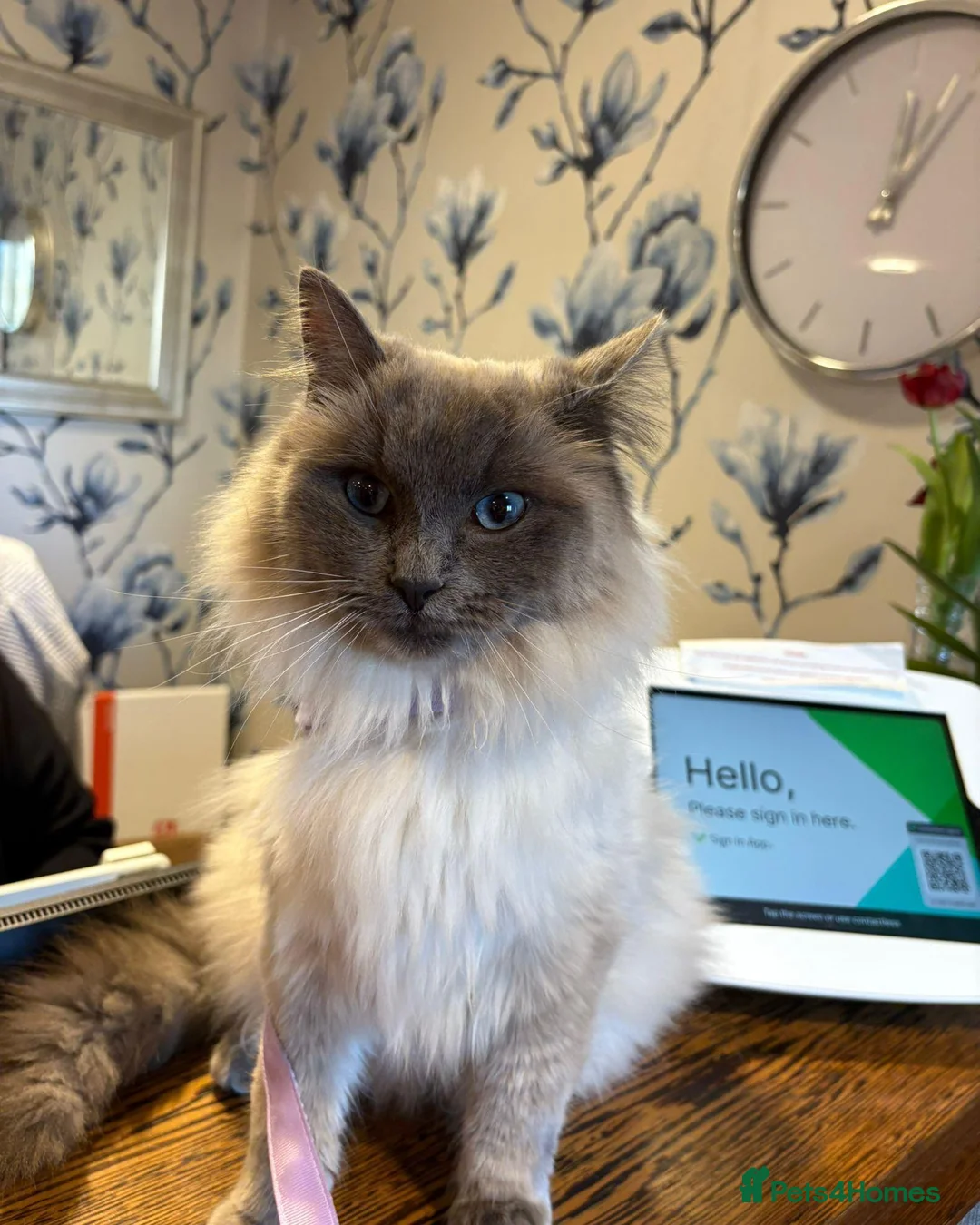 Ragdoll cats for sale: Ragdoll Cross Kittens  - Advert 2