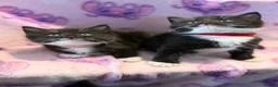 Mixed Breed cats for sale: 3 GORGEOUS KITTENS LEFT READY TOMORROW  - Advert 9