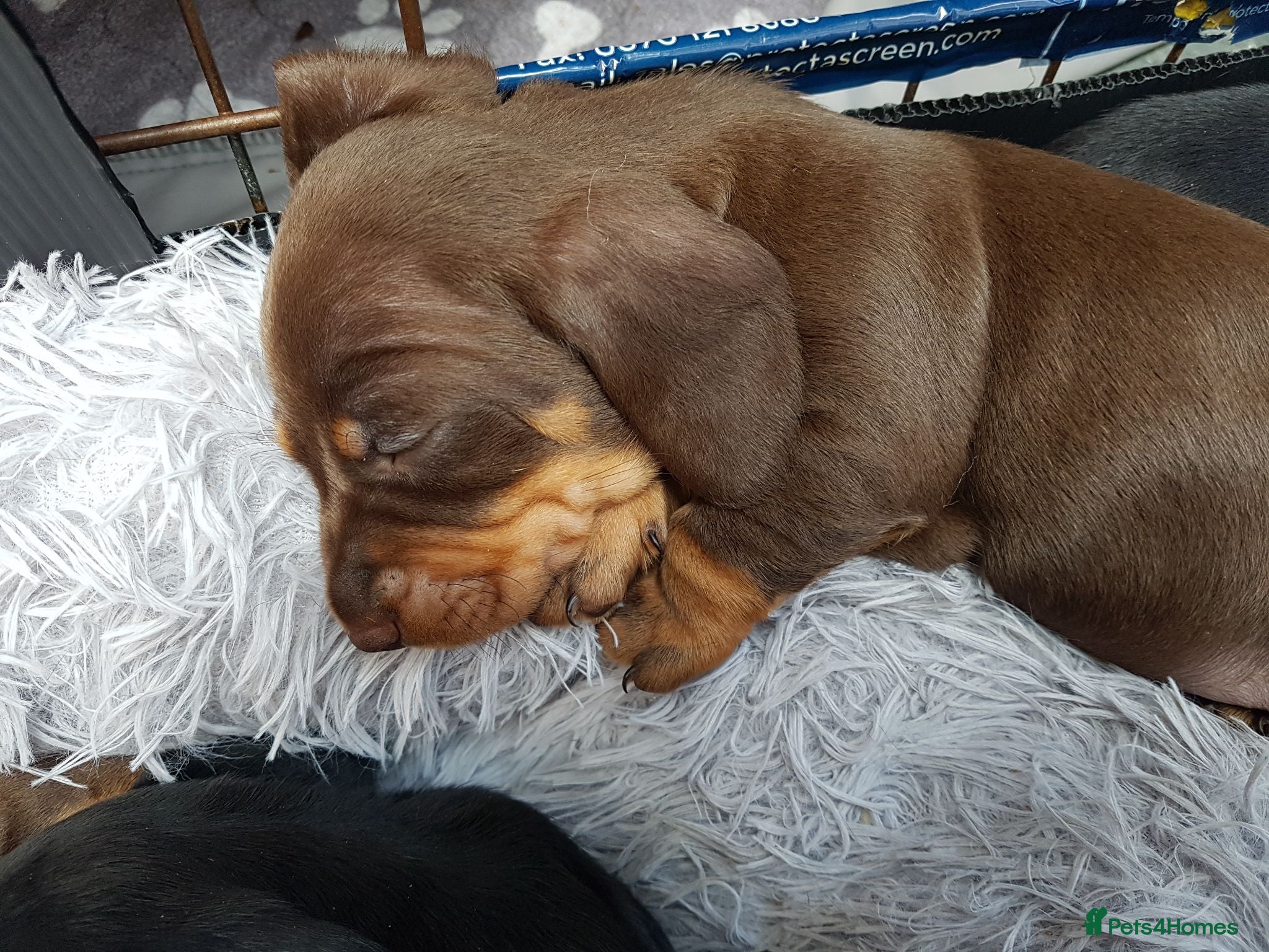 Dachshund dogs Beautiful short haired dachshund puppies for sale - Advert 2