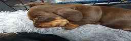 Dachshund dogs for sale: Beautiful short haired dachshund puppies for sale - Advert 5