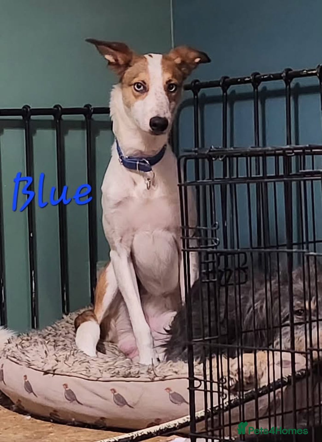 Mixed Breed dogs for adoption: Blue and Skye - Advert 4