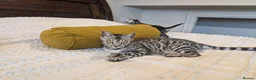 Bengal cats for sale: 🖤🩶🤍 Stunning Bengal Kittens 🤍🩶🖤 - Advert 31