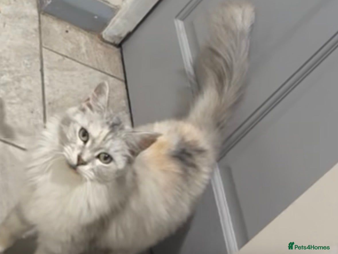 Maine Coon cats stunning Pedigree Maine coon- Ready soon - Advert 2