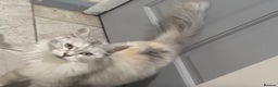 Maine Coon cats for sale: Last male left stunning Maine coon-  - Advert 2