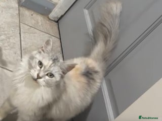 Maine Coon cats stunning Pedigree Maine coon- Ready soon - Advert 1