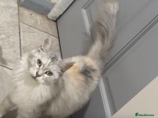 Maine Coon cats stunning Pedigree Maine coon- 2 left - Advert 21