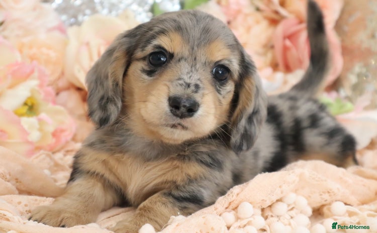 Miniature Dachshund dogs - Advert 1