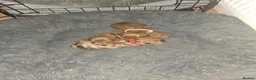 Dachshund dogs for sale: Dachshund puppies  in Birkenhead - Advert 2