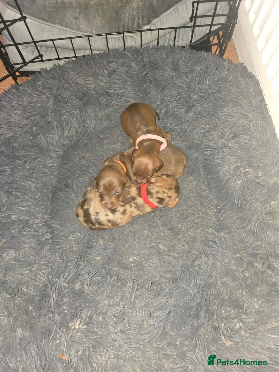 Dachshund dogs for sale: Dachshund puppies  in Birkenhead - Advert 2
