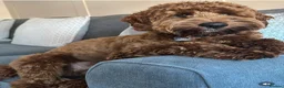 Cavapoo dogs for sale: Superior yankiedoodle American Cockerpoos🇺🇸f1b - Advert 9