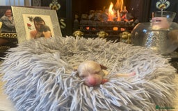 Shihpoo dogs for sale: Read the advert 5 star rated Toy shihpoo puppies - Image 4