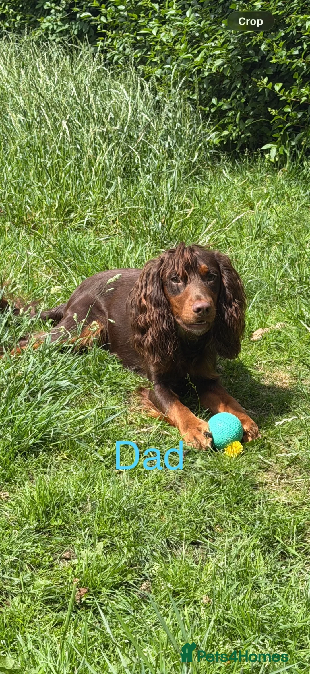 Cocker Spaniel dogs for sale: Working cocker spaniel puppies  - Advert 9