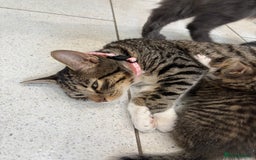 British Shorthair cats for sale: Kittens  - Image 16
