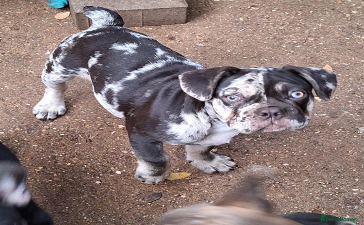French Bulldog dogs - Advert 10
