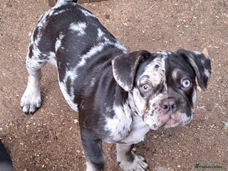 French Bulldog dogs - Advert 26