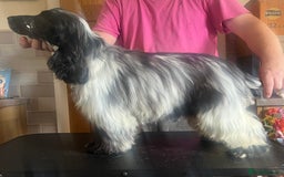 Cocker Spaniel dogs for sale: Blue roan cocker spaniel  - Image 4