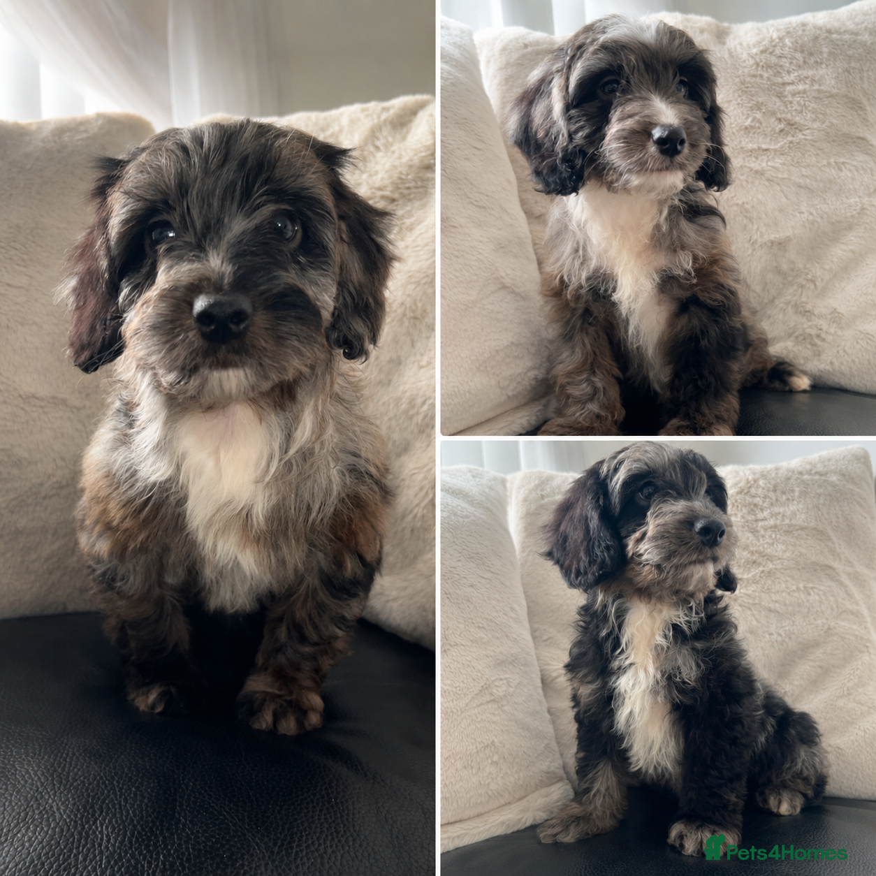 Cockapoo dogs F1 Health tested cockapoos 😍🔥⭐️ - Advert 17