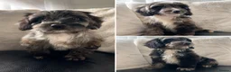 Cockapoo dogs for sale: F1 Health tested cockapoos 😍🔥⭐️ - Advert 1