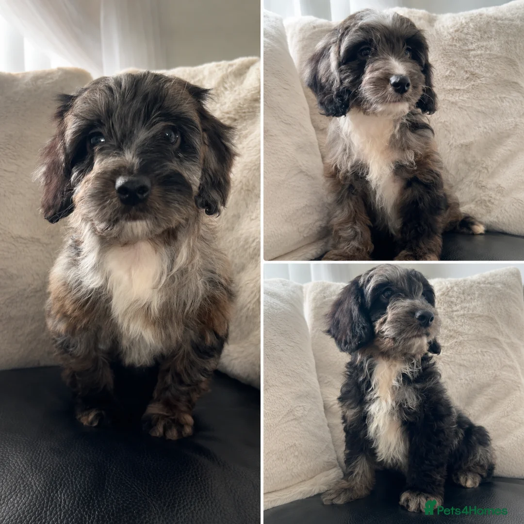 Cockapoo dogs for sale: F1 Health tested cockapoos 😍🔥⭐️ - Advert 1