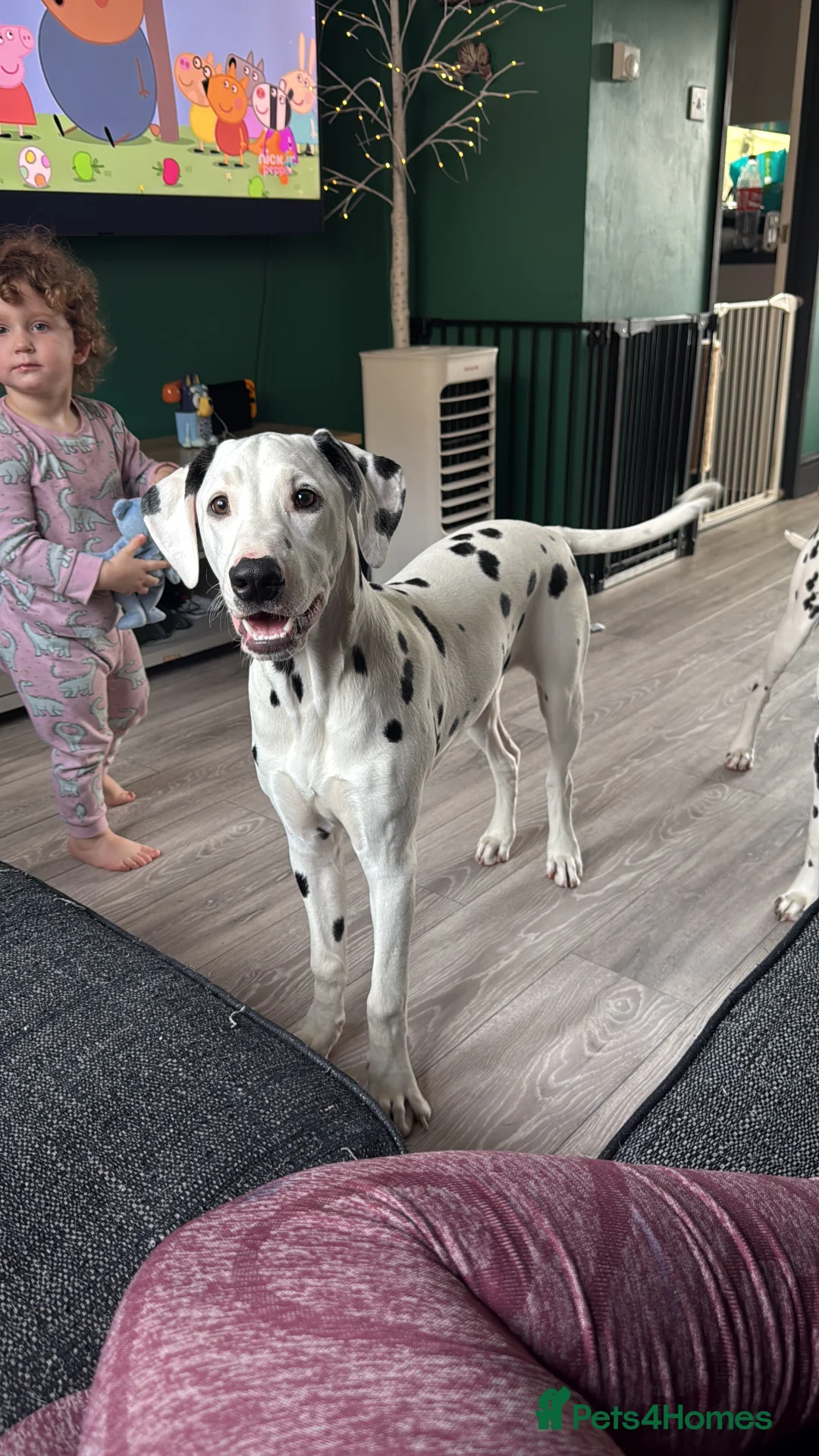 Dalmatian dogs for sale: Beautiful dalmatian in Colchester - Advert 4