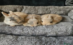 Netherland Dwarf rabbits for sale: Harlequin Netherland Dwarf bunnies  - Advert 2