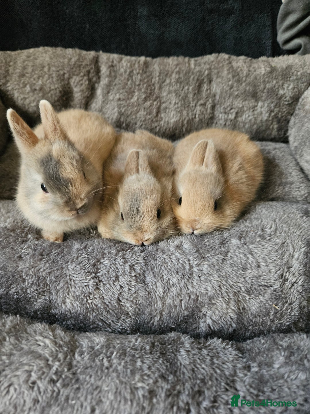 Netherland Dwarf rabbits for sale: Harlequin Netherland Dwarf bunnies  - Advert 2