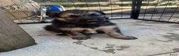 German Shepherd dogs for sale: Top Quality German Shephard one girl left - Advert 30